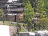 Vincennes-Zoo-Girafes (5)