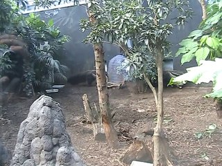 Vincennes-Zoo-Grand tamanoir