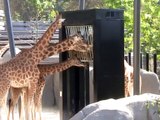 Vincennes-Zoo-Girafes (1)