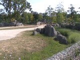 Vincennes-Zoo-Girafes (3)