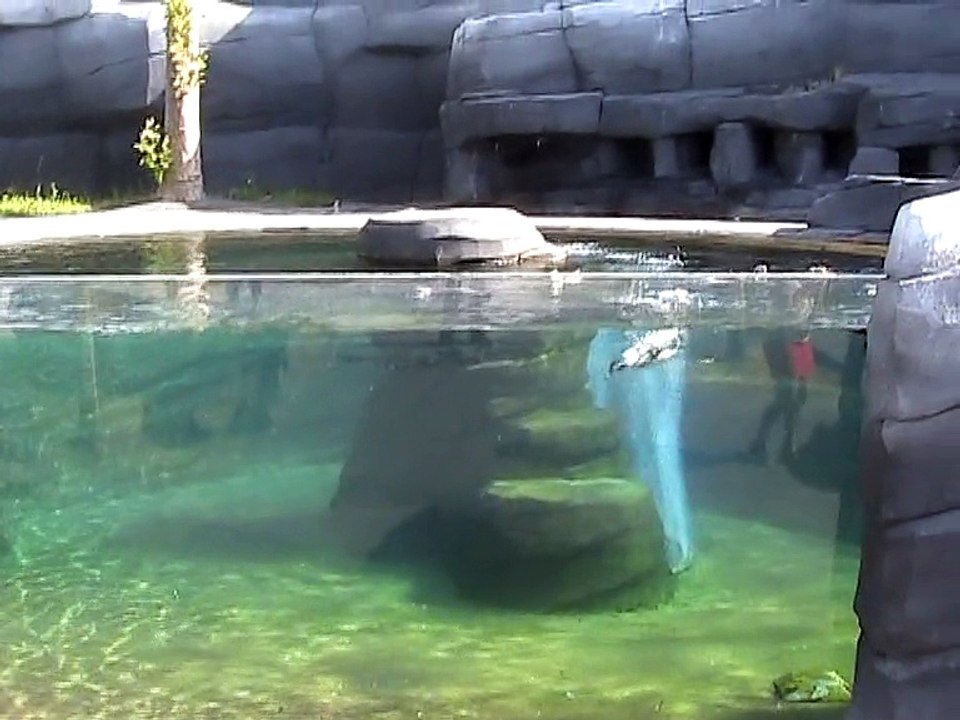 Vincennes-Zoo-Manchots de Humboldt (1)