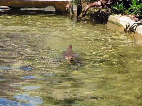 Vincennes-Zoo-Loutres (3)