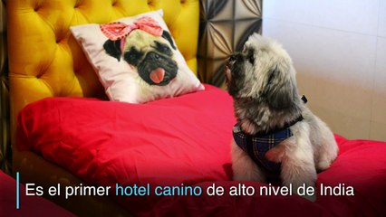 Un hotel canino en India donde no se pasa una vida de perros