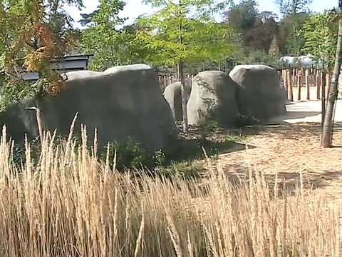 Vincennes-Zoo-Rhinocéros zèbres (2)
