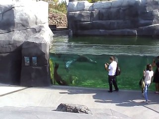 Vincennes-Zoo-Otaries et phoques (2)