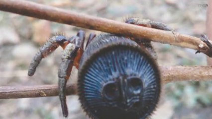 Une araignée très rare filmée en chine : Hourglass Spider