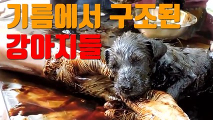 [자막뉴스] '꾸덕꾸덕' 기름에서 구조된 강아지들 / YTN