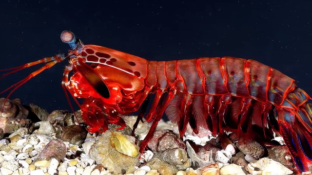 10 ANIMAIS COM SUPERPODERES REAIS