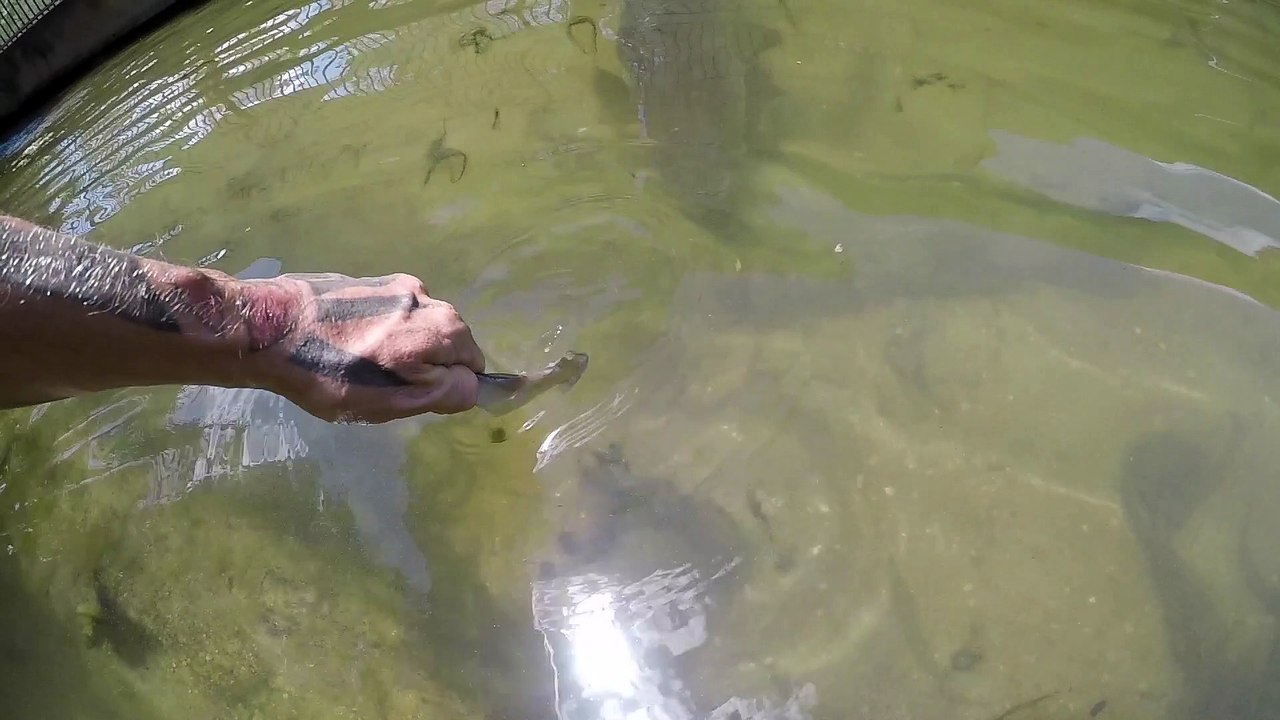 Barramundi Ate my Fish