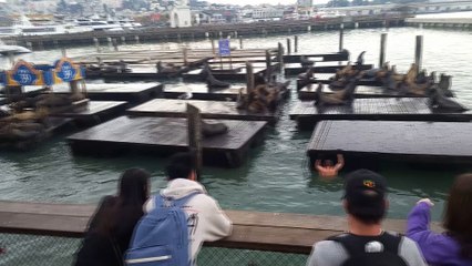Man Draws a Crowd on San Francisco Dock