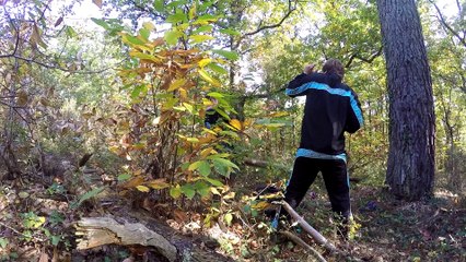 gopro - grimpe d'arbre - octobre 2015.movie