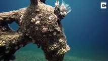 Forget seahorses, this is a sea donkey: Diver stumbles across submerged donkey statue wearing a trilby