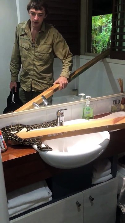 Carpet Python in Bathroom