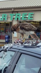 Hawk Having Snack on Top of Car