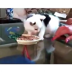 Phong kham da khoa Dai Dong - Funny cats