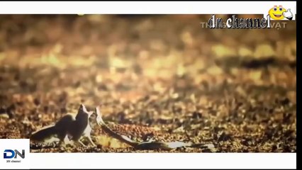 가장 놀라운 야생 동물의 공격 뱀 대 다람쥐, 토끼 snake vs squirrel, rabbit