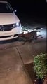 Dog rips car apart while people stand and watch