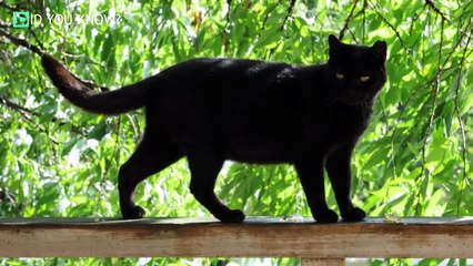 7 Years After He Adopts A Normal Black Cat, It Transforms Into Something Unexpected