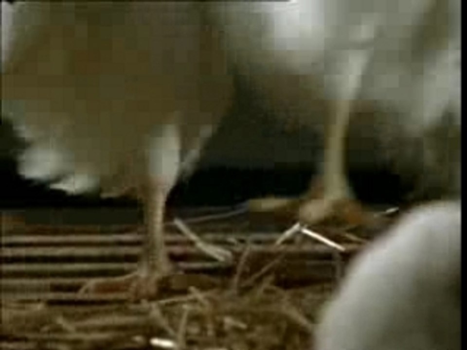 Pub Poulet Le Gaulois