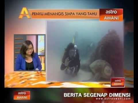 Agenda Awani: Penyu menangis siapa yang tahu