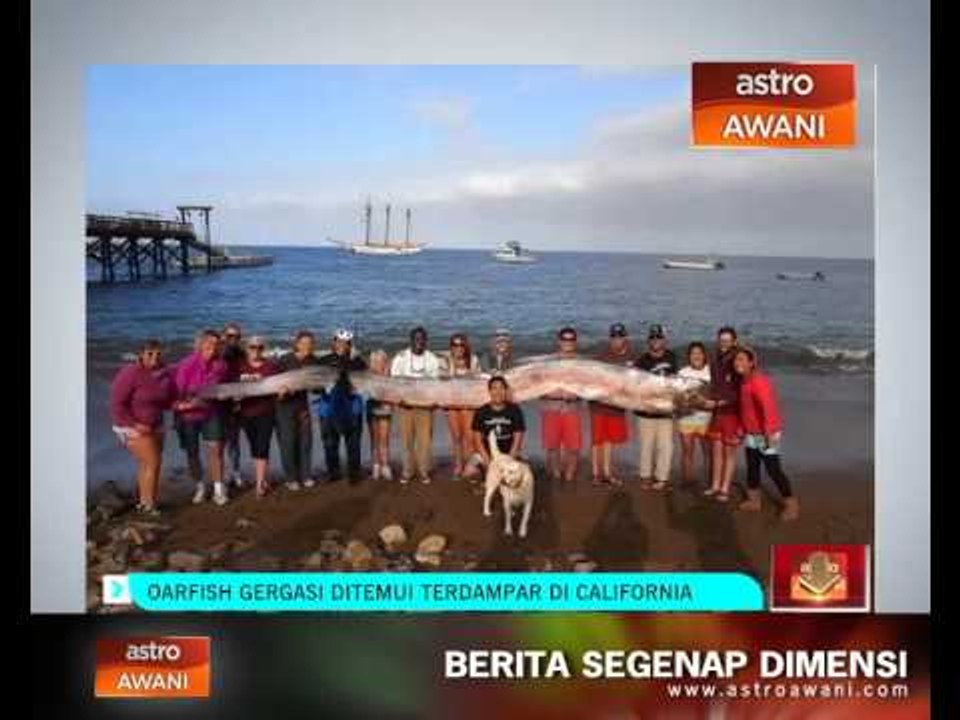 Qarfish gergasi ditemui terdampar di California