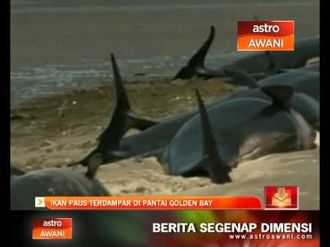 Ikan paus terdampar di pantai Golden Bay