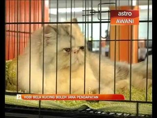 Hobi bela kucing boleh jana pendapatan