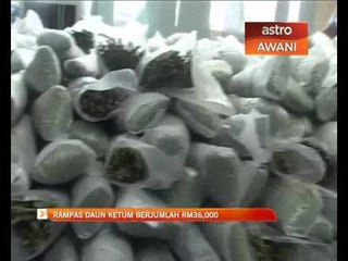 Rampas daun ketum berjumlah RM36,000