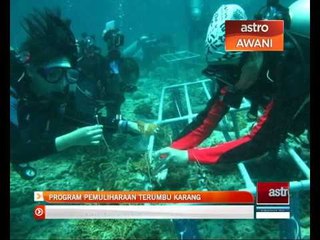Program pemuliharaan terumbu karang