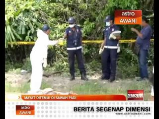 Pesawah temui mayat reput di sawah padi