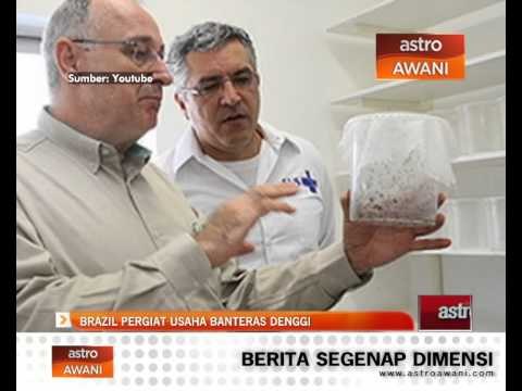 Brazil pergiat usaha banteras denggi