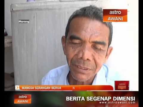 Mangsa serangan beruang terjejas punca pendapatan