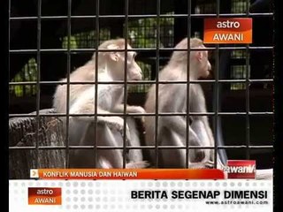 Konflik manusia dan haiwan