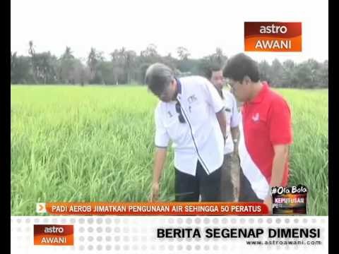 Padi Aerob jimatkan penggunaan air sehingga 50 peratus