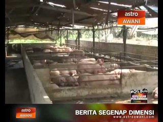 Ladang babi usang dan menjijikkan
