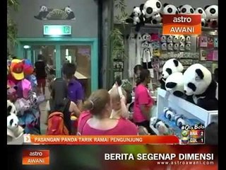 Pasangan panda tarik ramai pengunjung