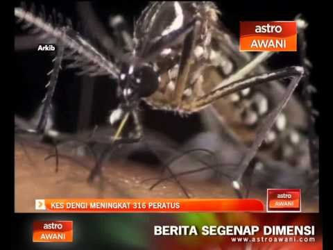 Kes denggi meningkat 316 peratus