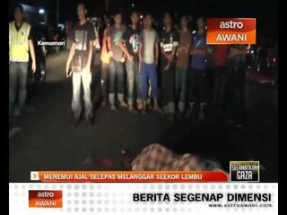 Temui ajal selepas melanggar seekor lembu