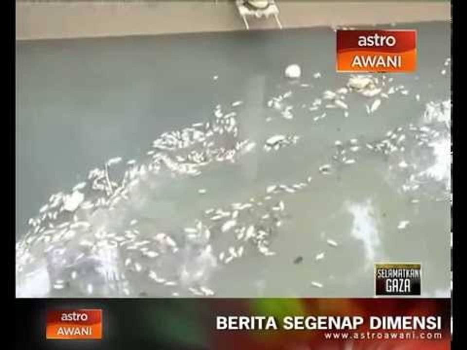 Ratusan ribu ikan mati punca bau busuk