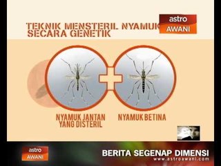 Teknik mensteril nyamuk secara genetik
