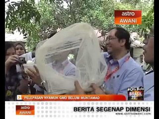 Pelepasan nyamuk GMO belum muktamad