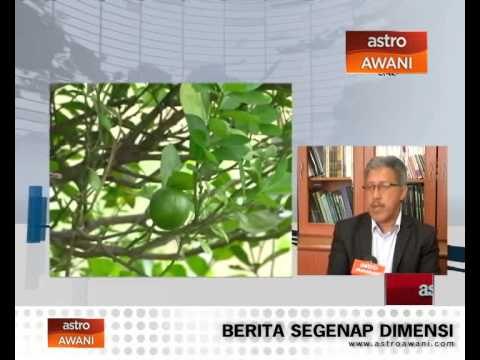 Mengapa tanaman limau mandarin tempatan tidak berjaya?