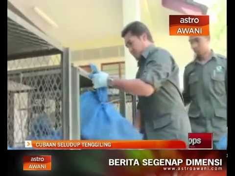 Cubaan seludup tenggiling ke negara jiran