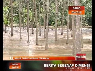Banjir turut musnah ternakan