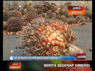 No reprieve yet for Malaysian planters