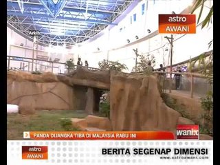 Panda dijangka tiba di Malaysia Rabu ini
