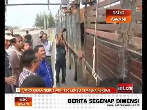 UMNO Kuala Nerus agih 130 lembu sempena korban
