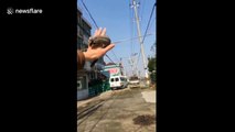 Flying gliding possum leaps onto owner's hand