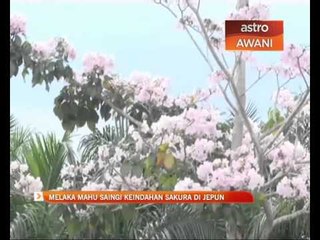 Melaka mahu saingi keindahan Sakura di Jepun