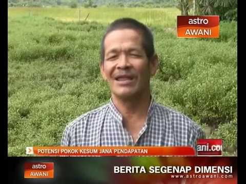 Potensi pokok kesum jana pendapatan
